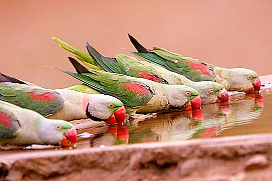 Skaistākie papagaiļi pasaulē: fotogrāfijas un vārdi, biotops