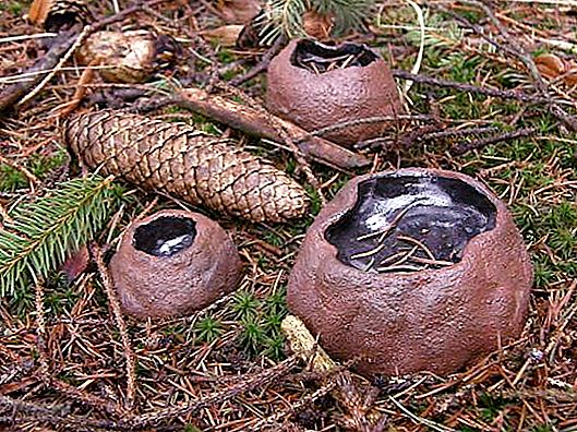 Sarkosoom sfääriline - haruldane ebatavaline seene