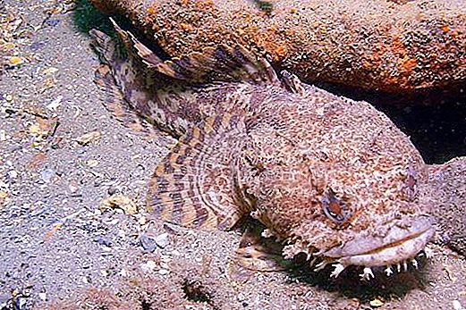 Doğanın Şaşırtıcı Yaratılışı: Kurbağa Balığı