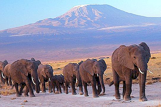 Bolehkah gajah berenang dan maklumat lain mengenai gajah?