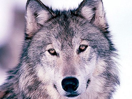 Heulender Wolf Lohnt es sich, Angst zu haben?