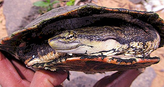 Želve-vratove želve: značilnosti, opis vrst, domet