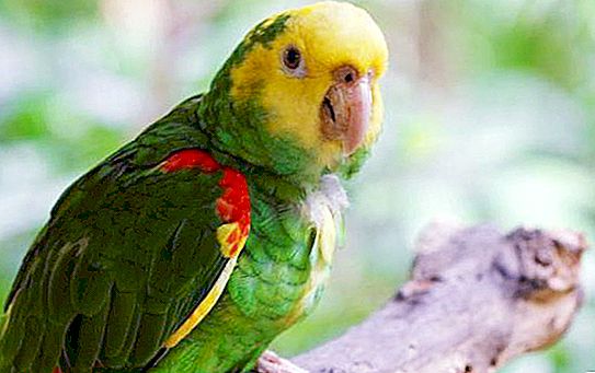 Amazon burung kakak tua: ciri kandungan, keterangan dan fakta menarik