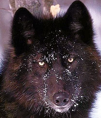 Čierny vlk - obyvateľ Kanady a Aljašky