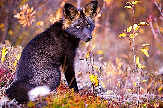 Black fox: foto, beschrijving. Zwarte vos in de natuur en thuis