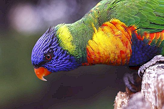 颜色的演变：科学家发现了世界上最“多彩”的鹦鹉的颜色-鹦鹉