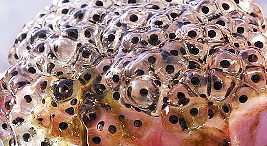 Frog roe: kelezatan, obat-obatan dan karang
