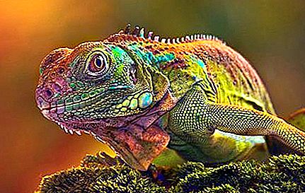 How does a chameleon change color and what does it depend on?