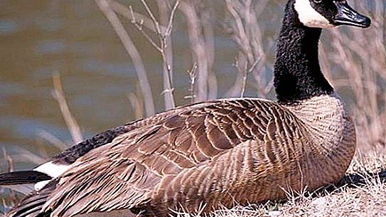 Canada Goose: mô tả giống và hình ảnh
