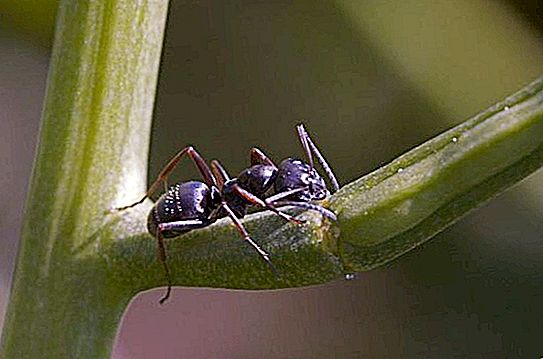 Lazius niger: description and lifestyle of a garden ant