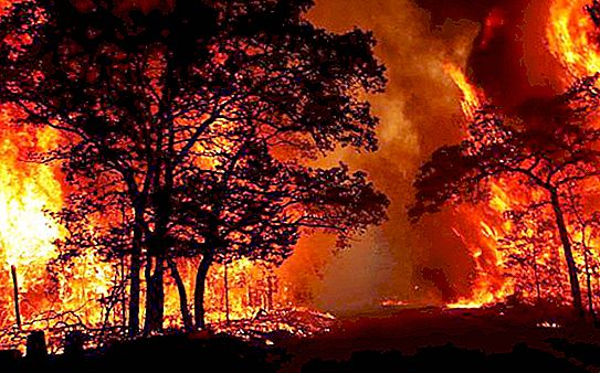 Cháy rừng: nguyên nhân, loại và hậu quả