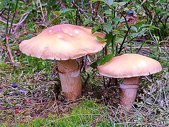 Little-known agaric mushroom cap