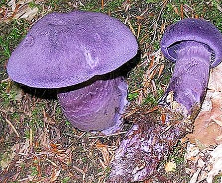 거미줄 보라색-이국적인 희귀 버섯