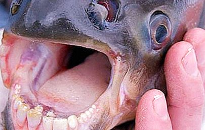 Fisk med menneskelige tænder. Usædvanlig fisk i verden - foto