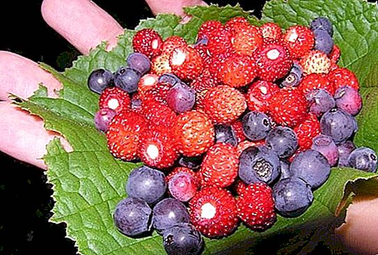 La colección de raíces comestibles, bayas de frutas silvestres es El momento de recolectar y cosechar los frutos de las plantas silvestres.