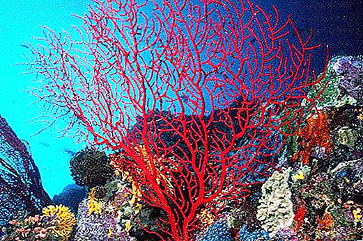Keindahan terumbu karang yang hebat, atau Apa karang