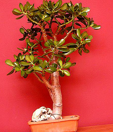 Crassula és un "arbre de la felicitat" o "arbre dels diners". Plantes domèstiques, descripció, cura