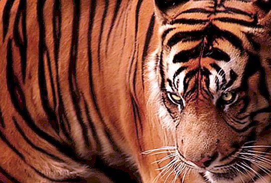 A jávai tigris él? Leírás megtekintése