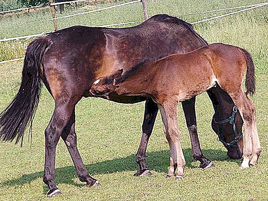 Bir yavru bir at yavrusu. Doğum, gelişme