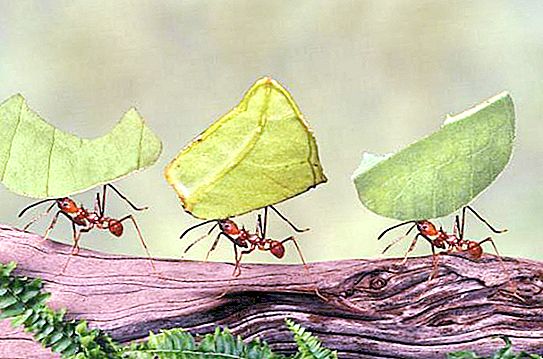 10 fets interessants sobre formigues. Els fets més interessants sobre formigues per a nens