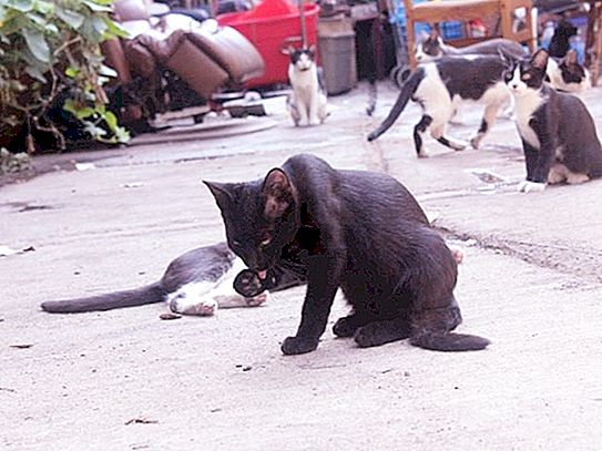 De hemlösa vågade inte hos katter och matade dussintals purrs. När han var borta tog lokalbefolkningen hand om sina husdjur