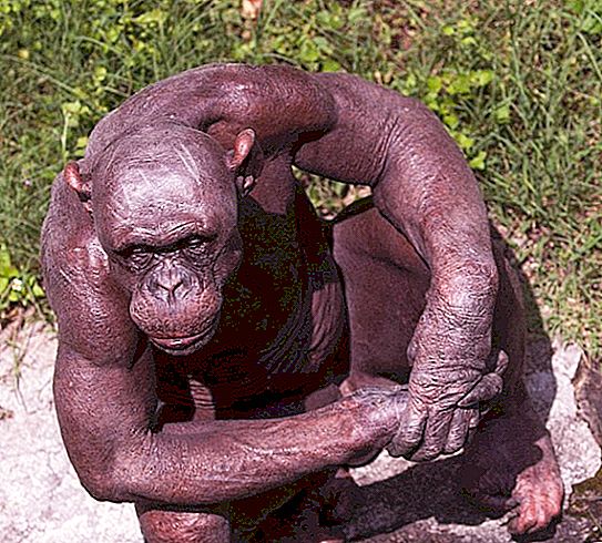 Gibt es kahle Affen? Alopezie: Ursachen und allgemeine Beschreibung