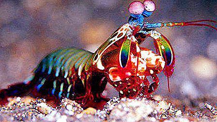 Mantis karides: fotoğraf, darbe gücü