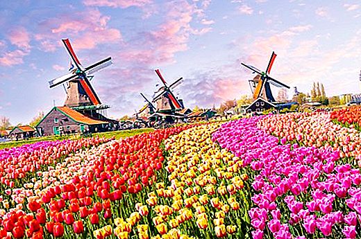 Economia holandesa: características, características e estrutura