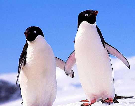 Zanimiva dejstva o pingvinih. Antarktični pingvini: Opis