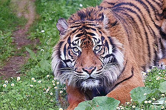 Bagaimana cara memburu harimau? Pemerhatian yang menarik