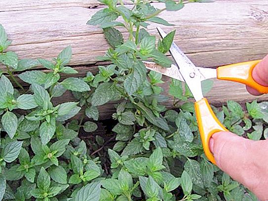 When to pick up mint, how to dry and store it properly to get maximum aroma, taste and benefits