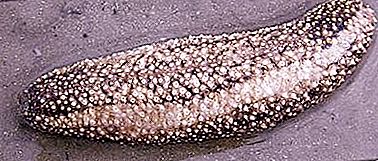 Havsgurka - en unik organism