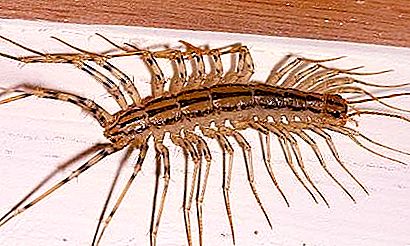 फ्लाईकैचर - एक कीट जो मक्खियों और तिलचट्टों को नष्ट कर देता है