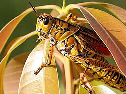 Locust insekt: vad äter? Var bor han?