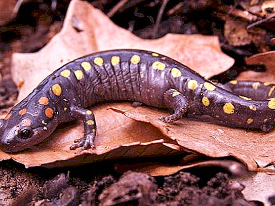 Fiery salamander - an animal native to legends