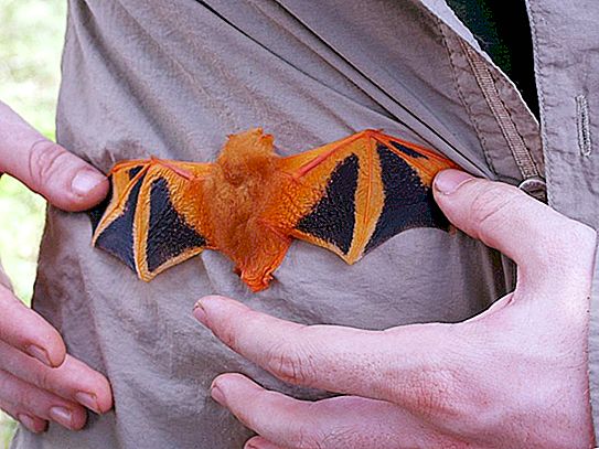 Proč netopýři spí vzhůru nohama: mýty a realita
