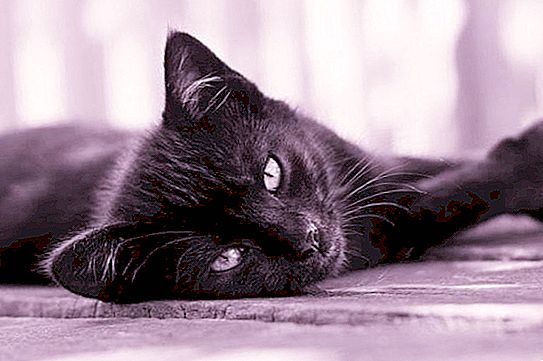 „Котките драскат душата“ - защо казват това и какво означава това