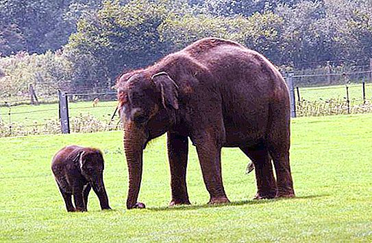 The largest land mammal in the world