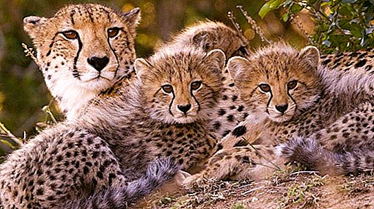 Mačja družina: seznam, opis živali in njihov habitat