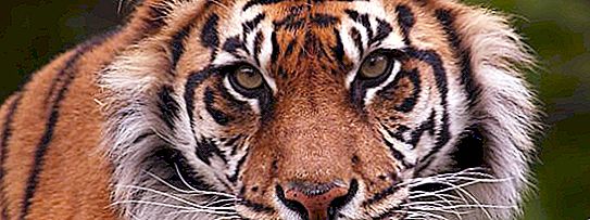 Tiger sumatranský: opis, chov, lokalita