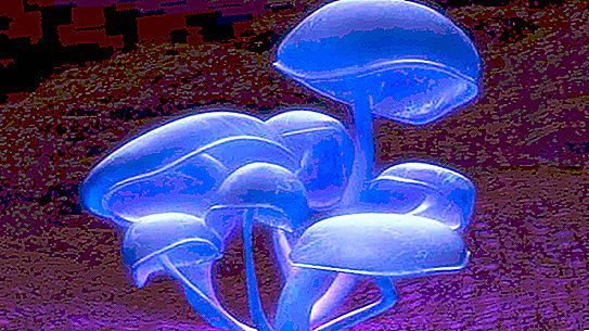 Funghi luminosi: descrizione e foto