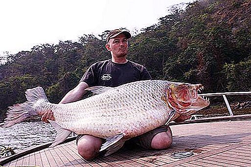 Τίγρη ψαριού Goliath - θηρευτής του ποταμού Κονγκό