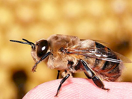Um drone é uma abelha macho