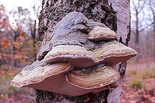 Berkentondel: kenmerken van de paddenstoel, genezende eigenschappen