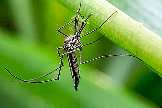 Các nhà khoa học đã phát minh ra một cách để đuổi muỗi mãi mãi: họ dự định làm cho con cái không có khả năng sinh sản