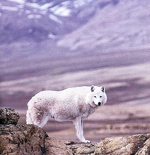 Видове и подвидове вълци. Tundra Wolf: Описание, характеристики и среда