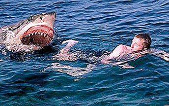 Cá mập ăn thịt người: nguyên nhân của các cuộc tấn công và địa lý của môi trường sống. Những con cá mập thường tấn công con người nhất?