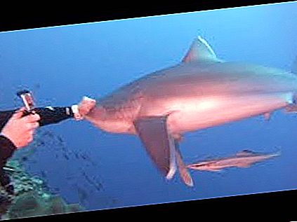 Il sommozzatore ha incontrato uno squalo, ma non è stato preso alla sprovvista, ma le ha dato in faccia (video)