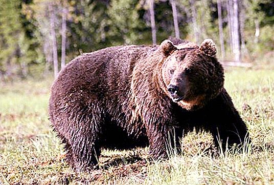 Medveď hnedý: stručný popis, hmotnosť, veľkosť. Zvyky medveďa hnedého