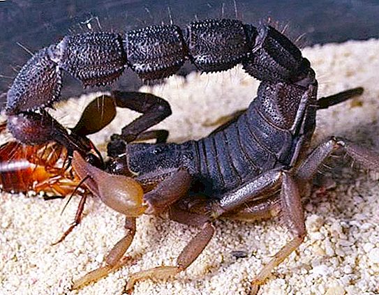 Hva spiser skorpioner i naturen og terrariet
